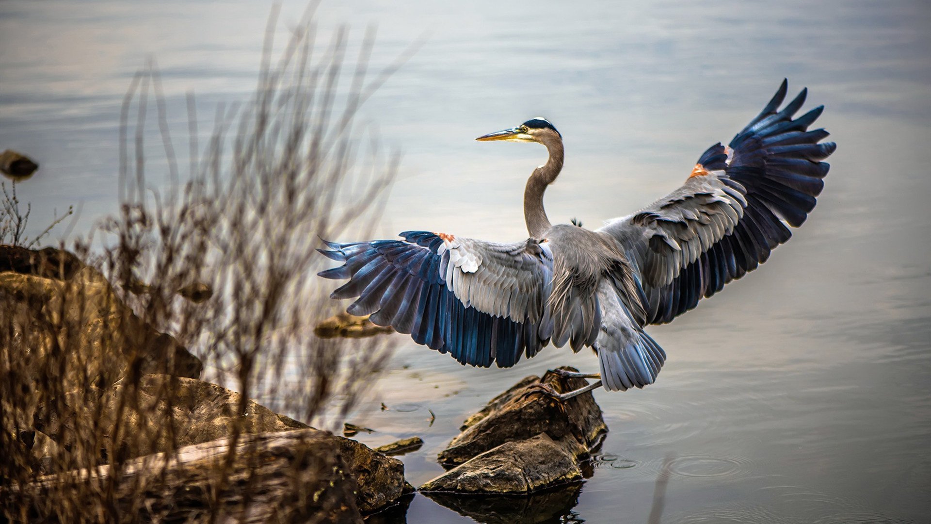 2026世界杯之夜，卢卡库的压制级统治
