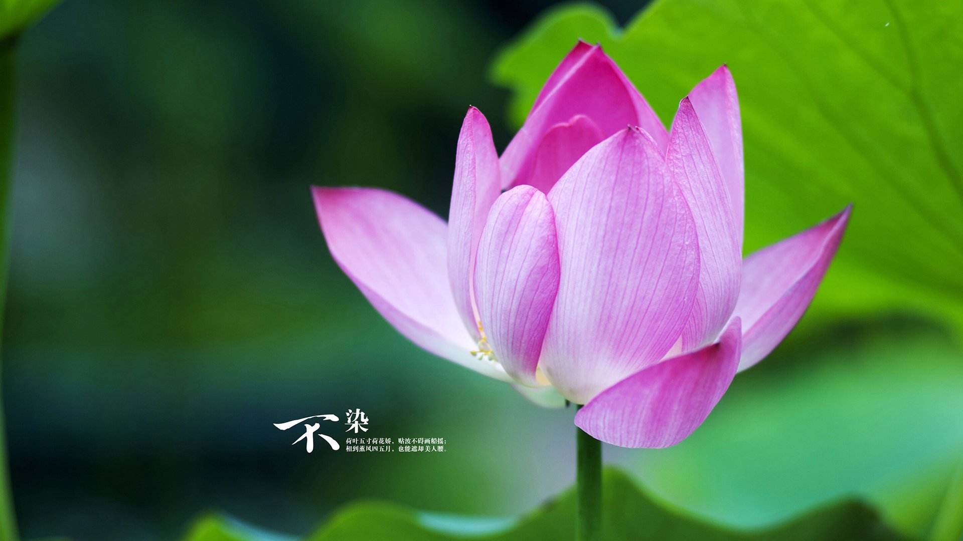 勇士如雨，难穿戈贝尔如墙，当现代篮球的矛遇上古典防御的盾