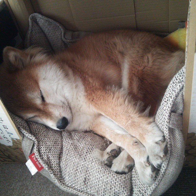 关键先生诞生夜！杰伦格林一剑封喉，爵士客场掀翻篮网