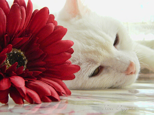 美加墨世界杯阴影下的篮球博弈，独行侠如何用足球思维完成对公牛的战术绞杀