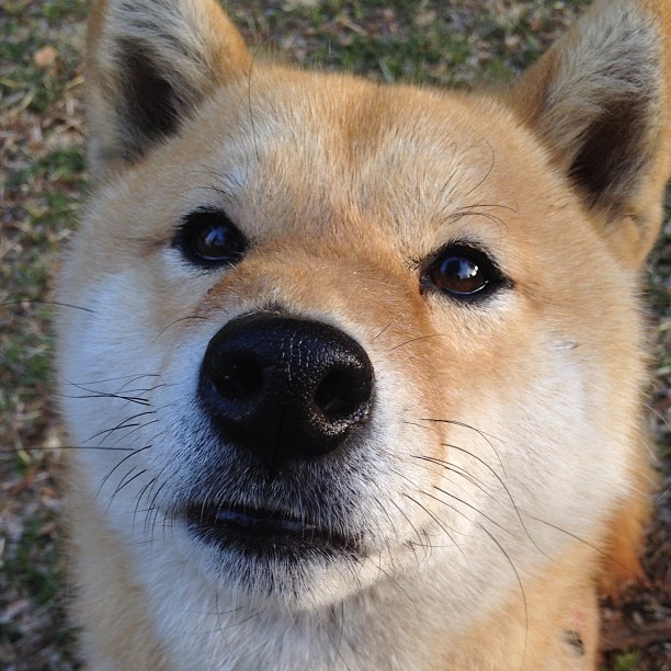 弗拉霍维奇冠军级表现引领风骚，埃及队踏平澳大利亚展现实力—足球世界的双重奏鸣