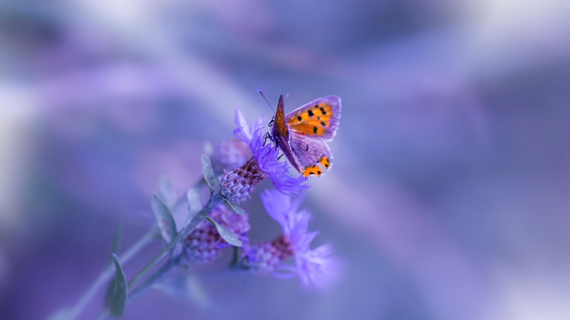 绿茵蓝图上的天山风暴，新疆队如何用铁血足球撕裂洛城防线