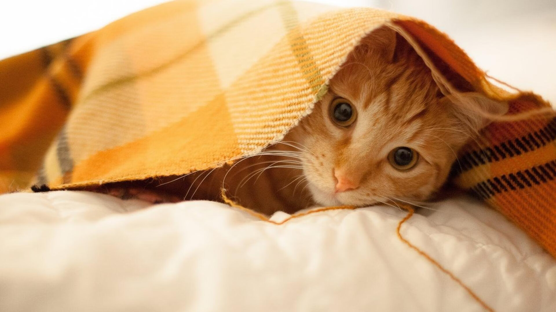 开云下载-欧冠淘汰赛之夜，卡马文加，那个用双脚为银河战舰定调的指挥家